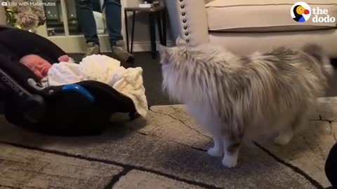 The Stages Of A Cat Falling In Love With His Baby Sister