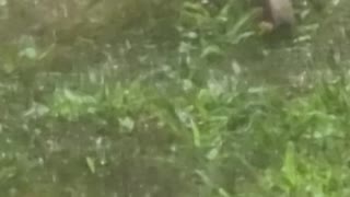 Baby sparrows at feeding time with mom