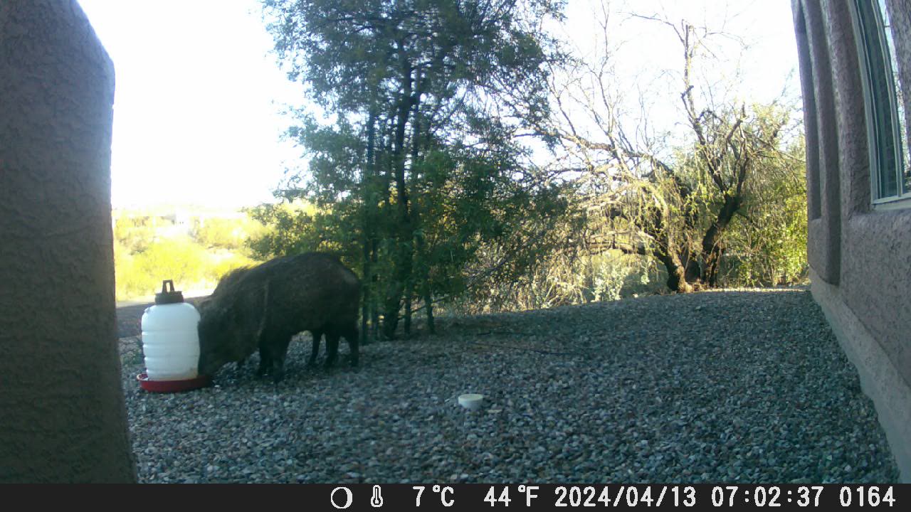 Javelinas pigging out at the water jug