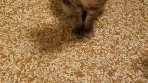 Cat pushes toy out of its way