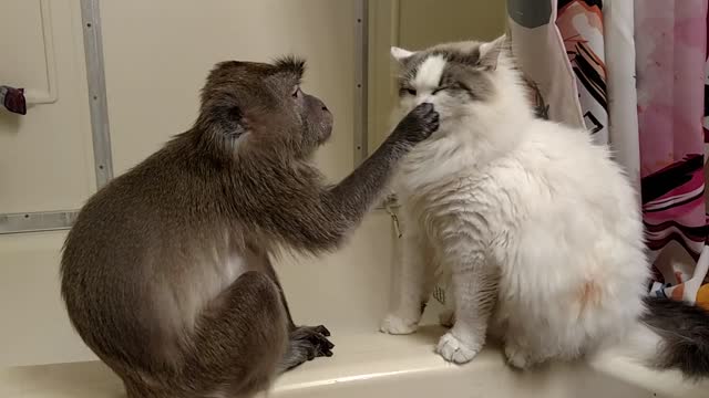 Rescue cat raised by pet monkey