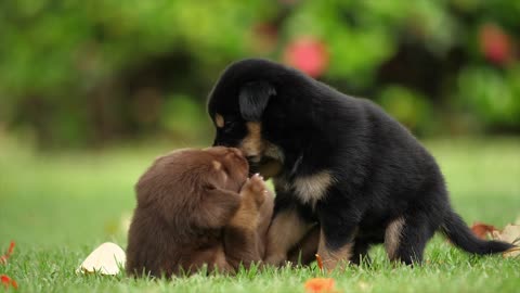 cutest puppies in the world playing