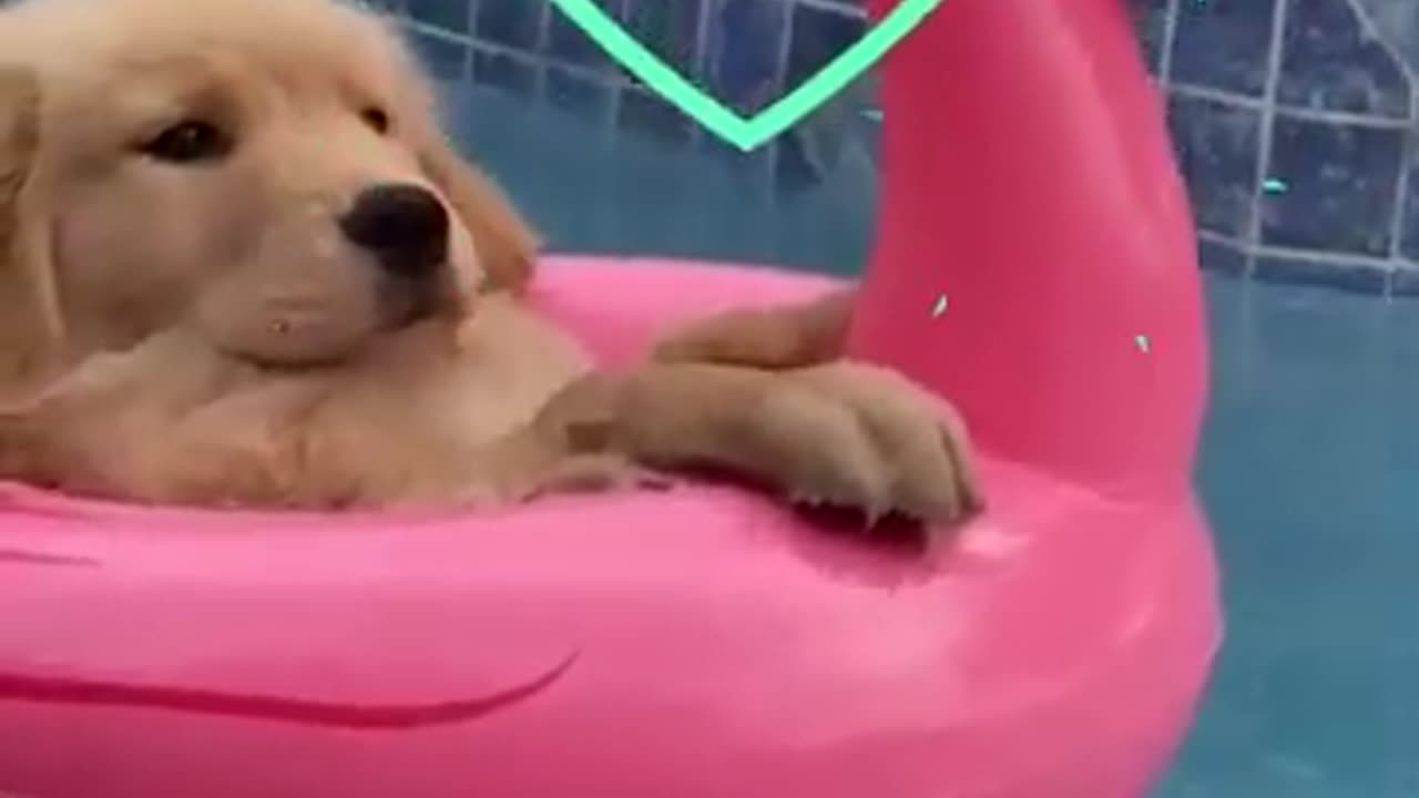 Funny dog ​​videos