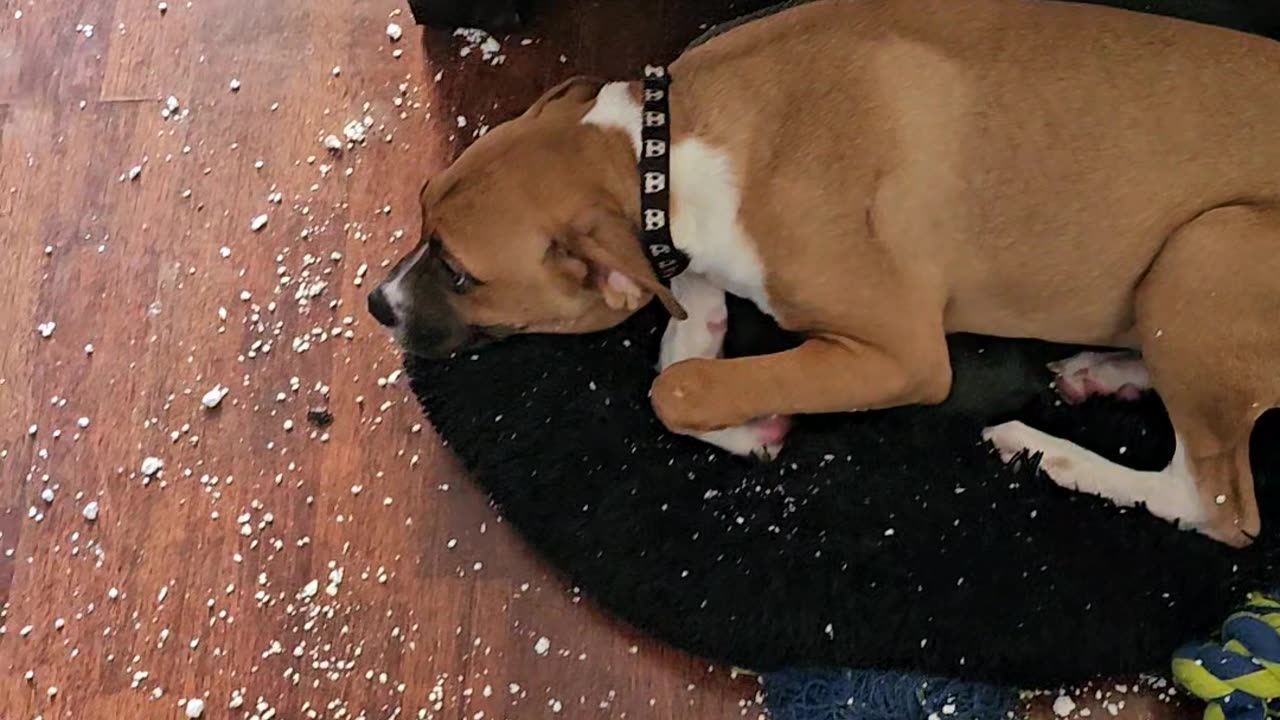 Naughty Pup Makes a Huge Mess