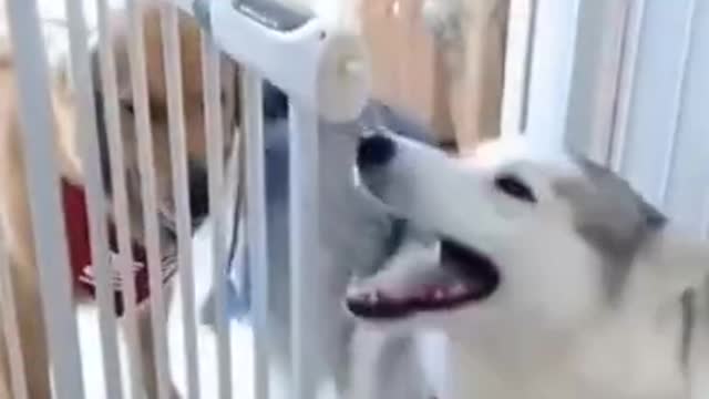 funny cats and dogs