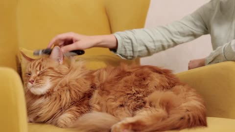 Combing cat hair: relaxing moments