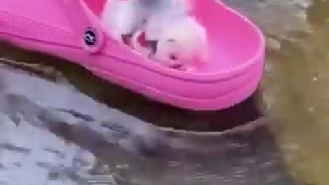 Cute dog