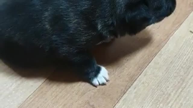 The puppy's first steps