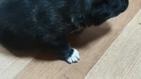 The puppy's first steps