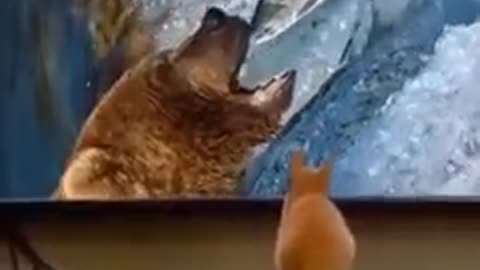 Funny animal