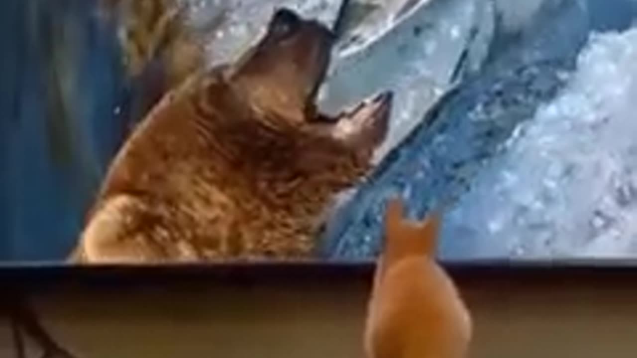 Funny animal