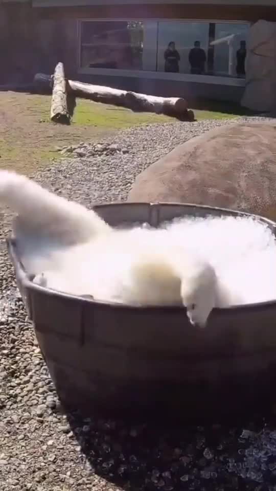 White polar bear tumbling in the tub full of ice.mp4