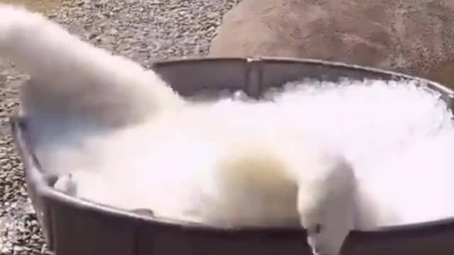 White polar bear tumbling in the tub full of ice.mp4