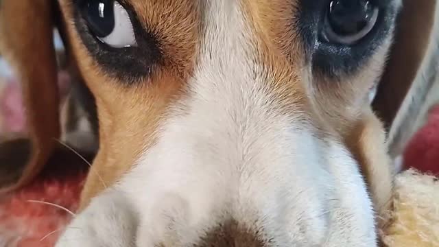 Beagle Comforted by Baby Blankets