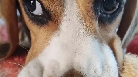 Beagle Comforted by Baby Blankets