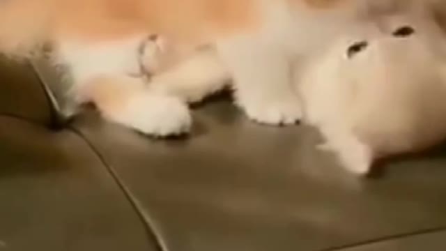 Cutest Kittens Playing Moments