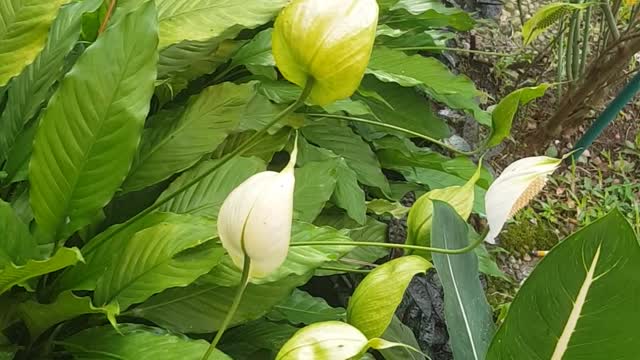 my flowers
