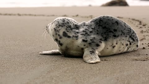 A beautiful marine animal