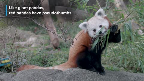 Have you heard of Red Panda?