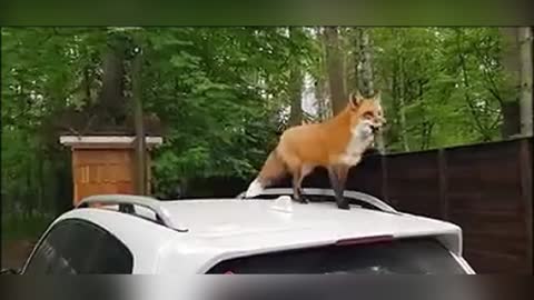 Domestic fox