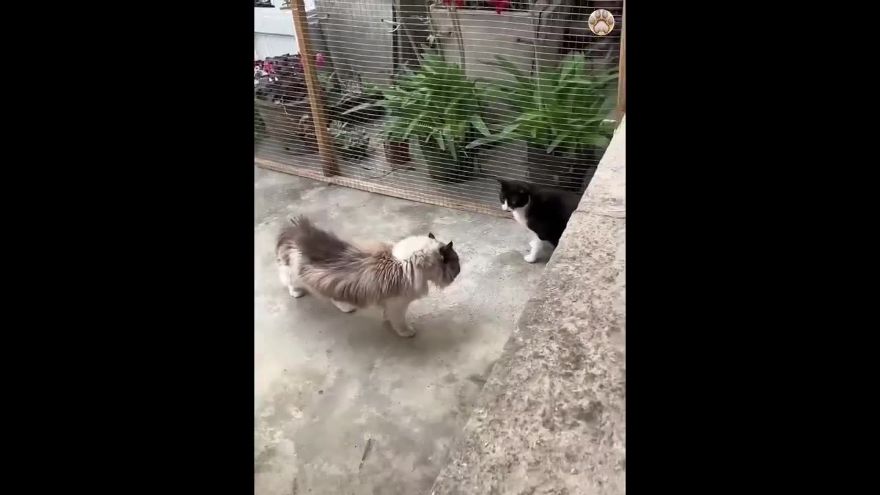 New Funny Animals Funniest Cats and Dogs Videos 😺🐶