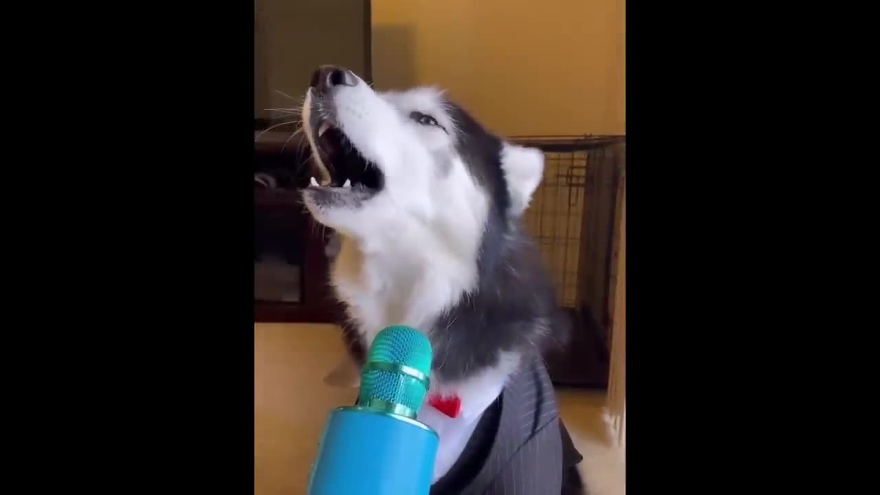 New Funny Animals π Funniest Cats and Dogs Videos πΊπΆ