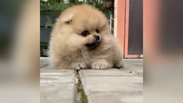 OMG |😲 THESE DOGS ARE SO 🐶 Ultimate Baby Dog |🐕SMART AND FUNNY ||🤣Funny Dog Videos 2021🤣 🐶|