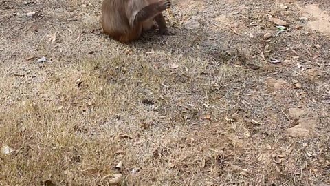 Monkey Having Fun