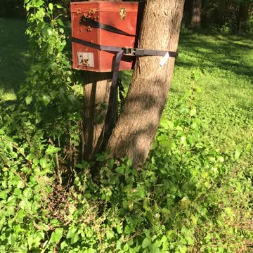 Swarm moving in swarm trap