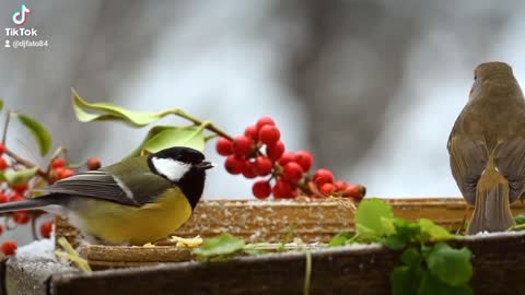 Nature life bird