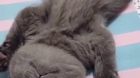 Cute Cats and funny Animals Videos 😂 | Baby Cats | Cute Cats