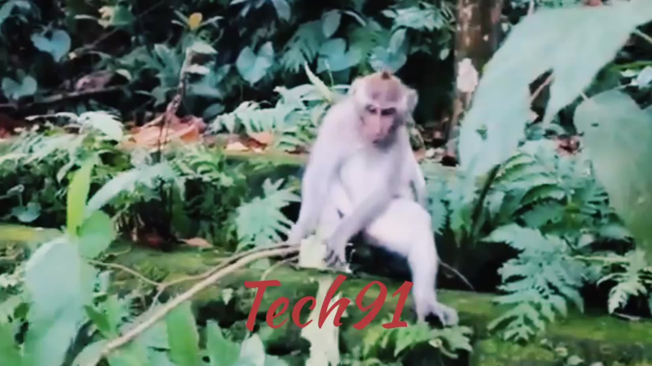 Monkey funny videos