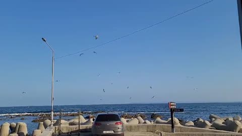 Pohang sea gull flying in the sky