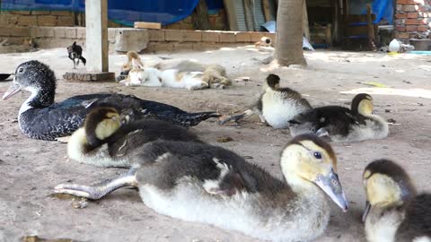 Animals in Harmony / Nature is Beautiful