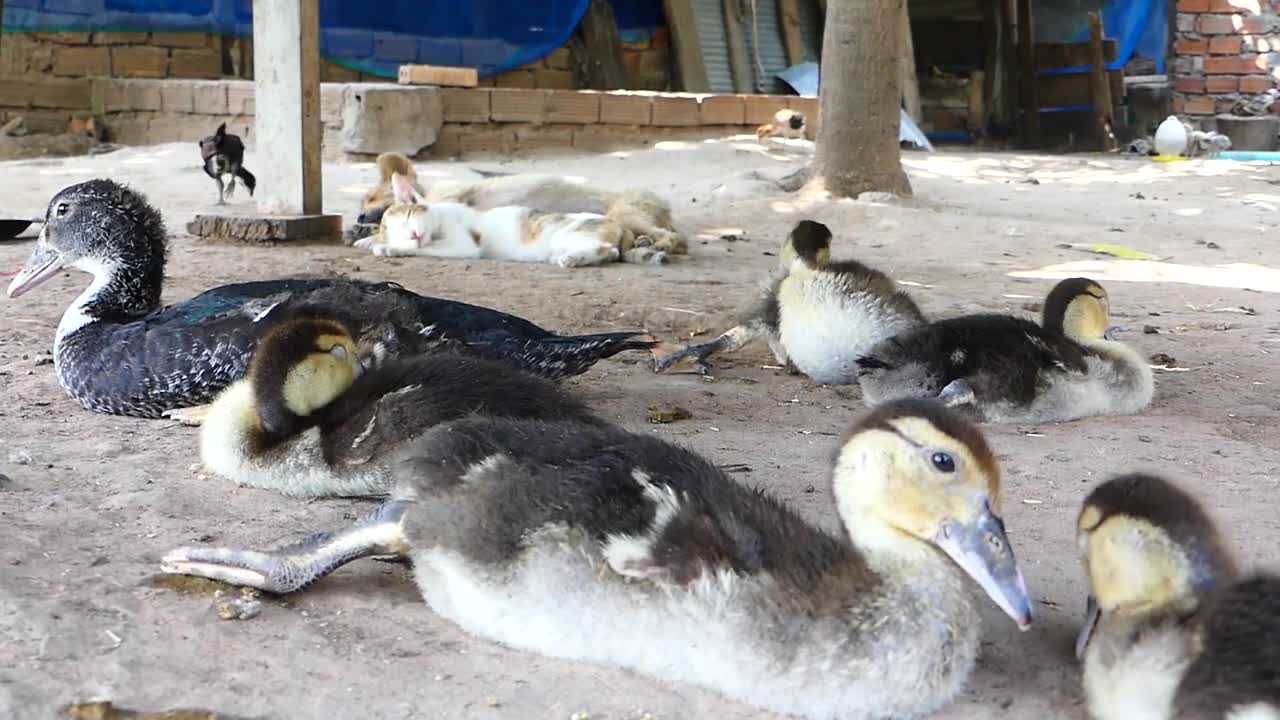 Animals in Harmony / Nature is Beautiful
