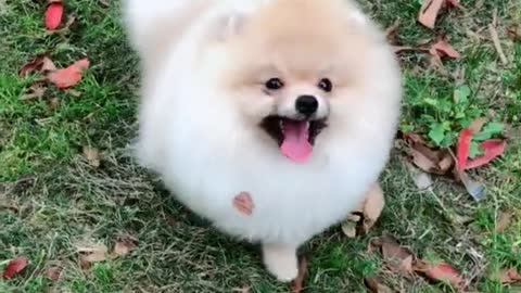 Very spirit
