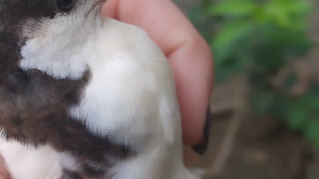 Button Quail vs Coturnix Quail
