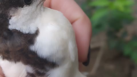 Button Quail vs Coturnix Quail