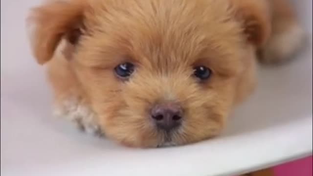 Cutest baby dog, Satisying 😹 Funny Animals videos #shorts