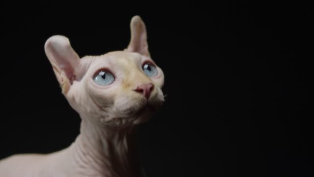 sphynx hairless cat