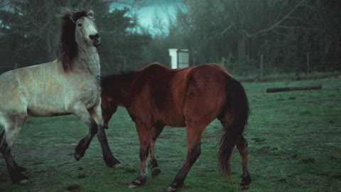 See what the horse is doing in the garden?