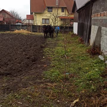 Plowing with horses