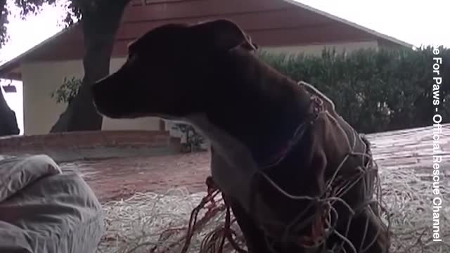 This dog is terrified of her rescuers
