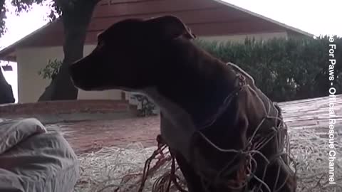 This dog is terrified of her rescuers