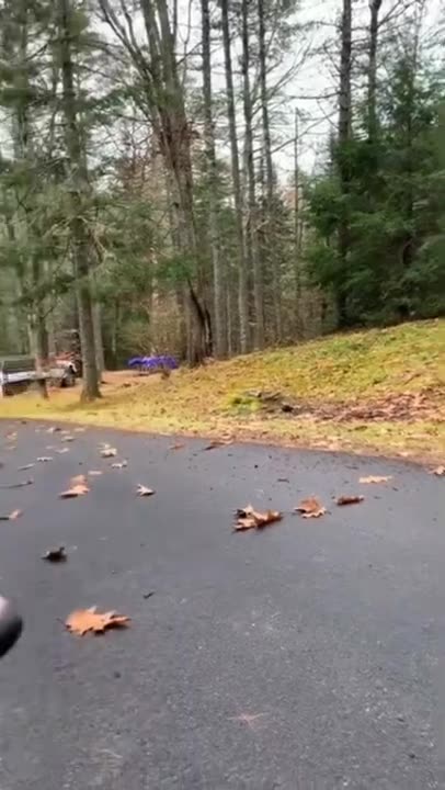 Try not to laugh🤣 Funny animals😹‖ #shorts #funnyvideos