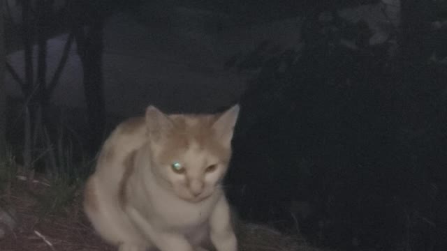 Two stray cats wandering at night