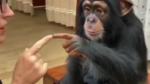 Cute chimpanzee love human 🦍🦧😍viral video So Cute Animal