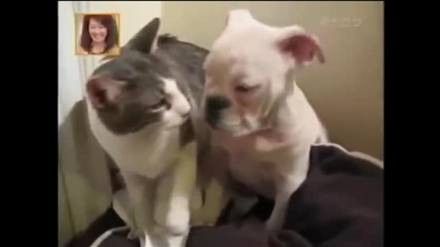 Watch this cat repeatedly give