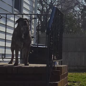 Stubborn dog answering "NO" when told to be quiet