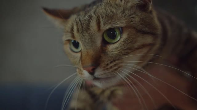 Close-up portrait of worried adorable shorthair domestic tabby female cat meowing